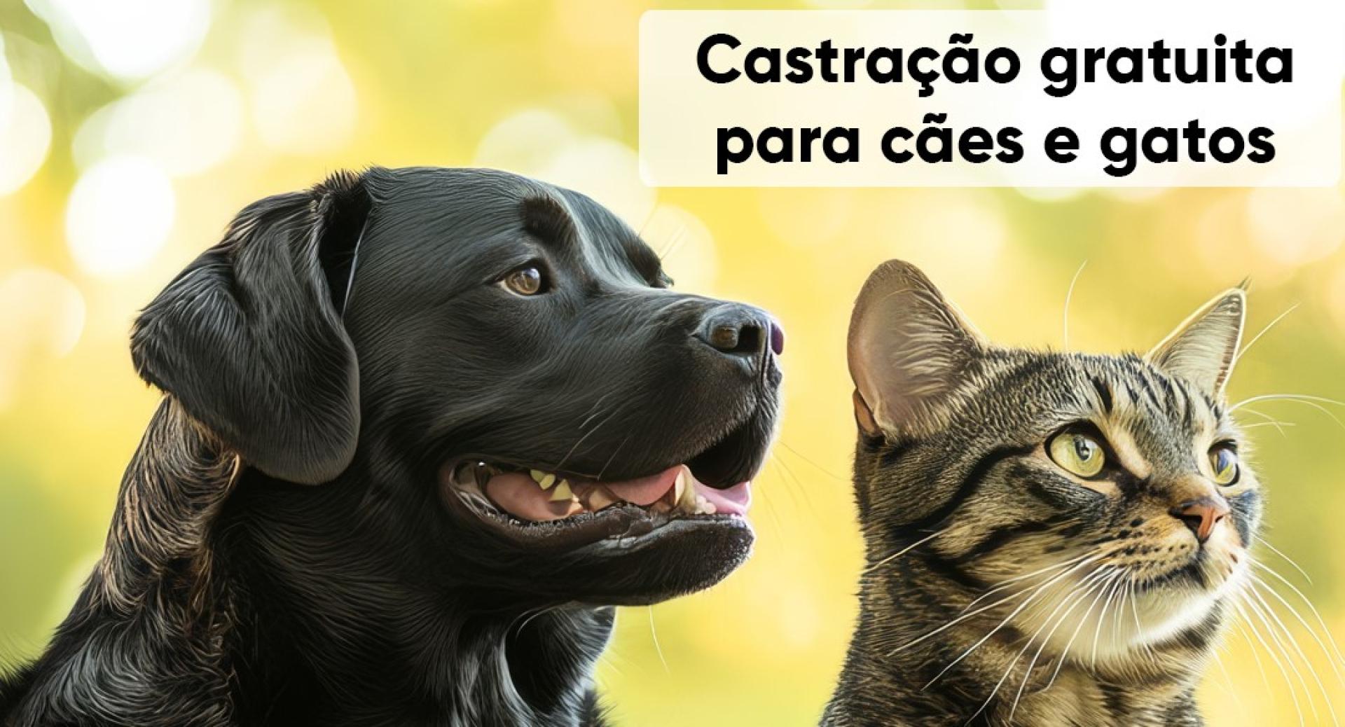 Prefeitura de Juruaia promove castração gratuita de cães e gatos