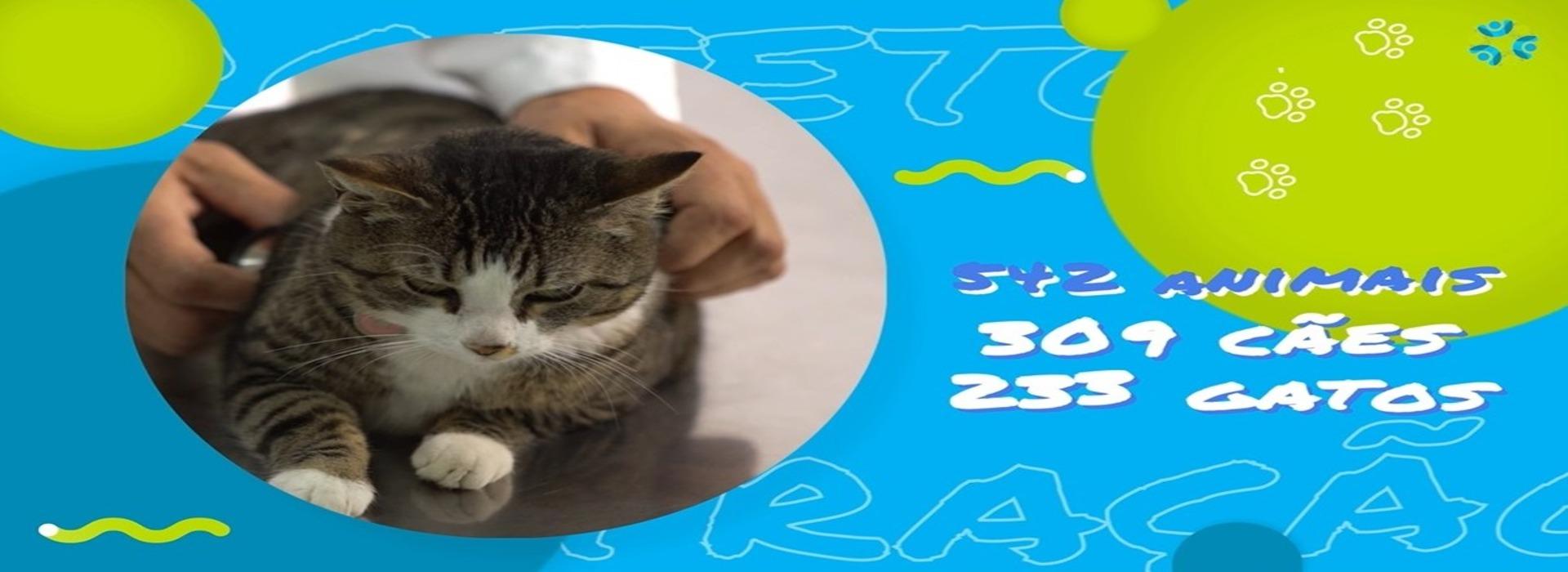 PROJETO DE CASTRAÇÃO DO MUNICÍPIO JÁ ATENDEU APROXIMADAMENTE 600 ANIMAIS