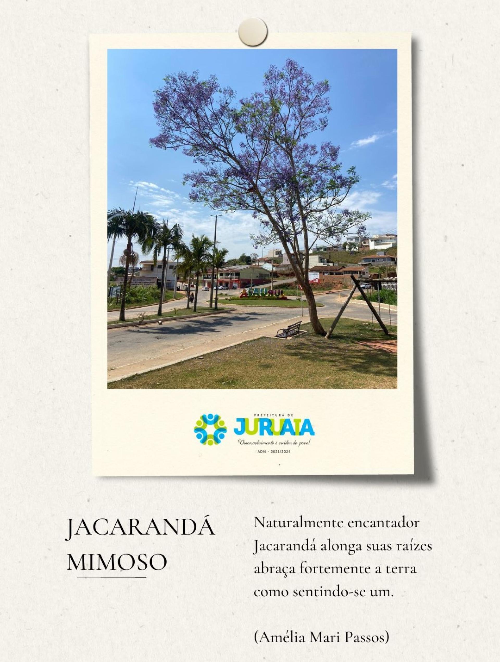 JACARANDÁ MIMOSO 