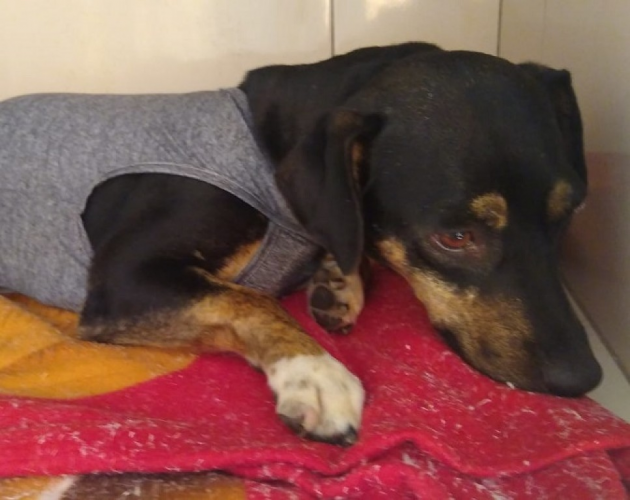 Prefeitura de Juruaia realiza castração de cães e gatos de rua e de tutores inscritos no CadÚnico 